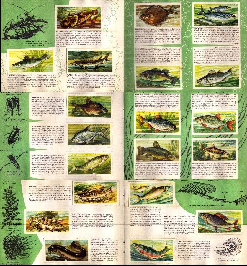 Lot 333: Album for Freshwater fish Brooke Bond Picture Cards.