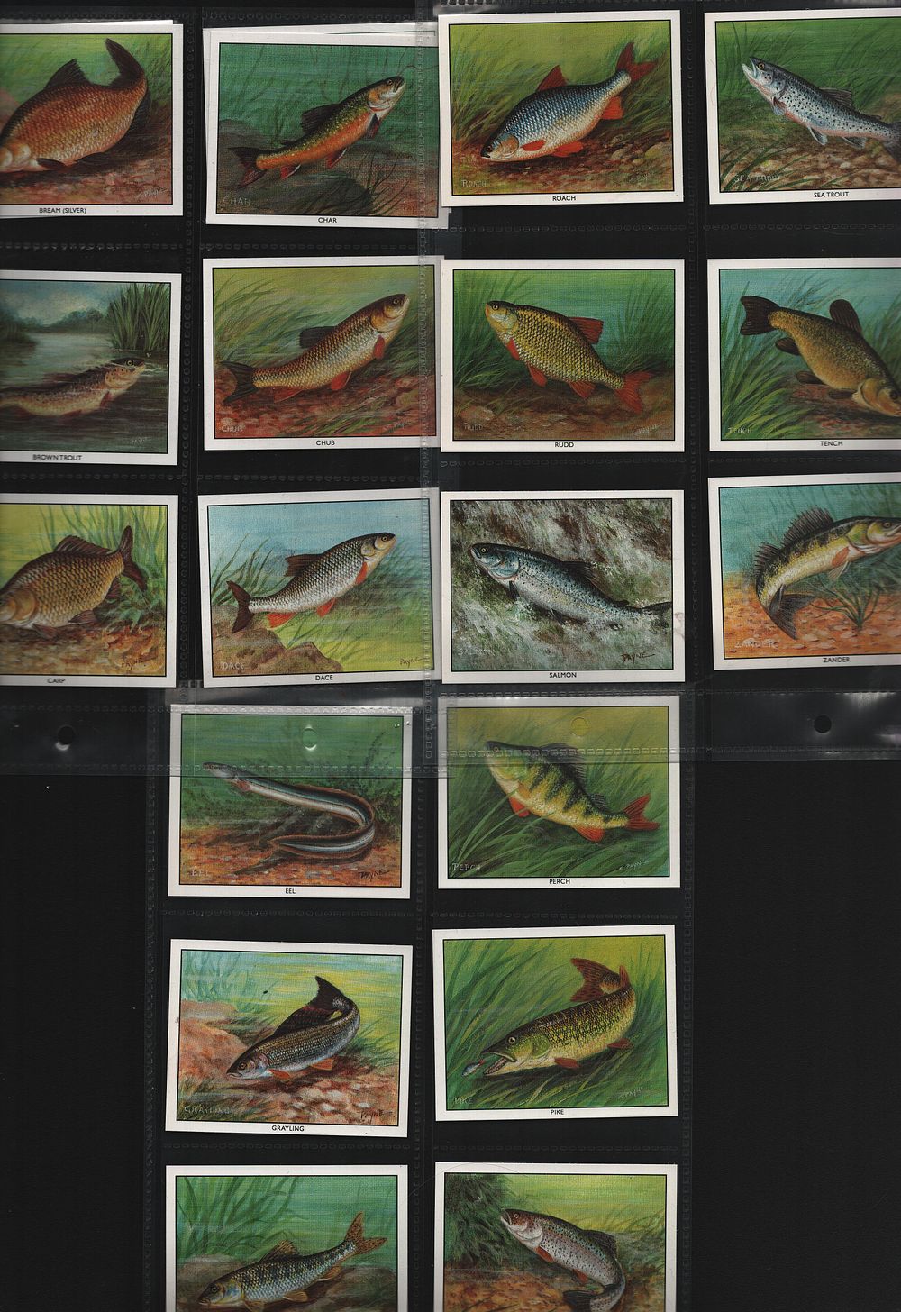 Lot 341: Trade Cards Collection 20. Ensign Fishing Tackle Freshwater...