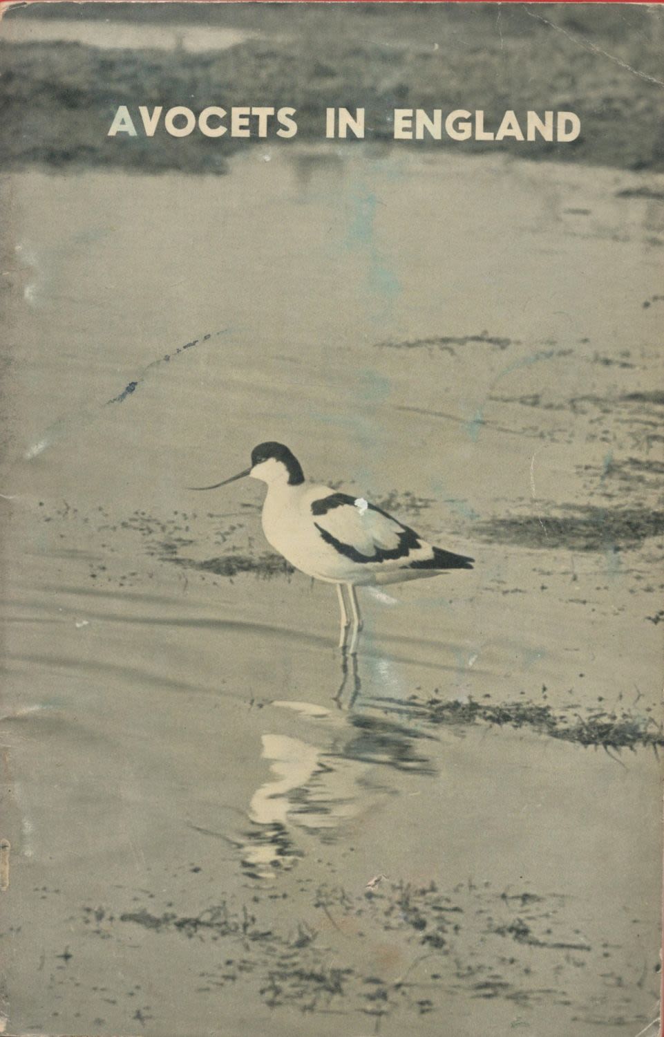 Lot 67: Avocets in England by P E Brown 1950...