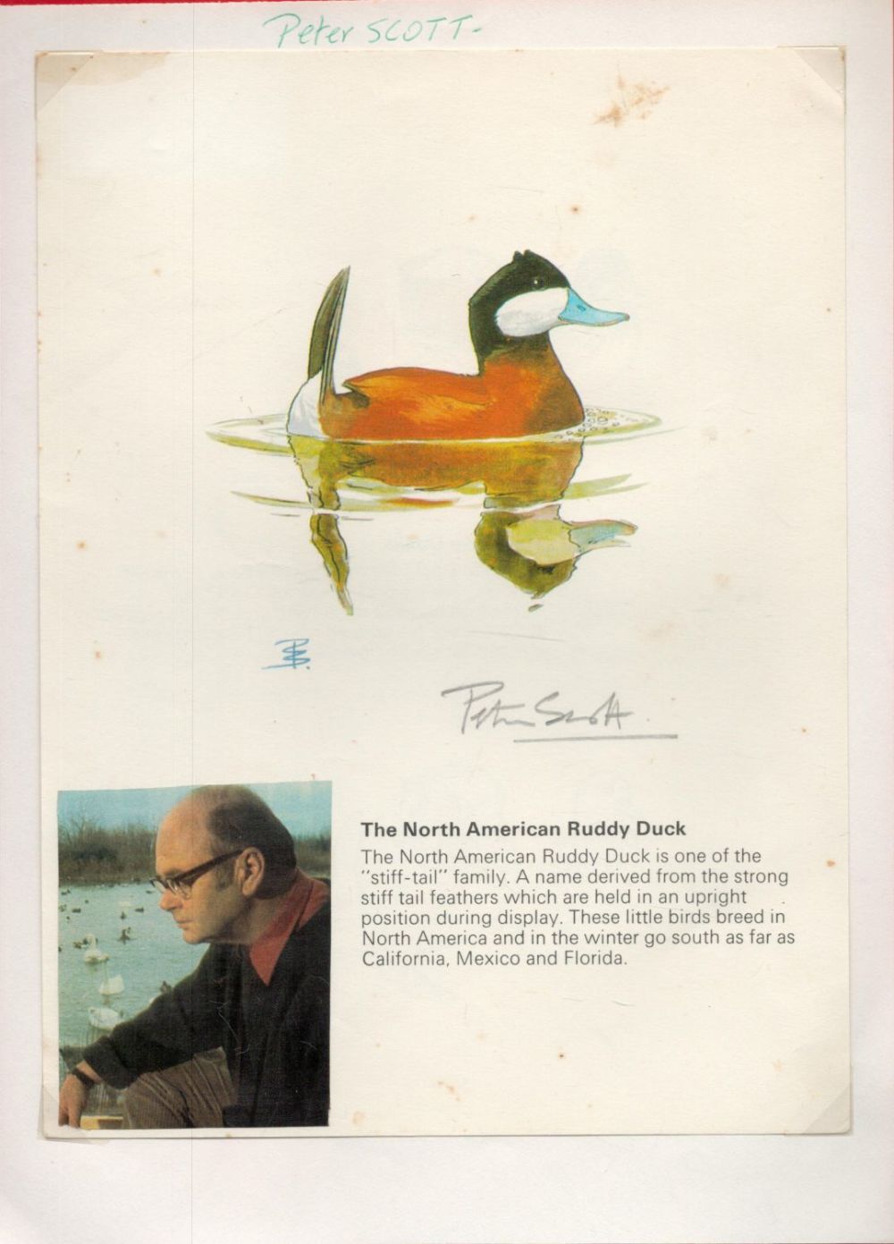 Lot 517: Signature of conservationist and illustrator Peter Scott, founder...