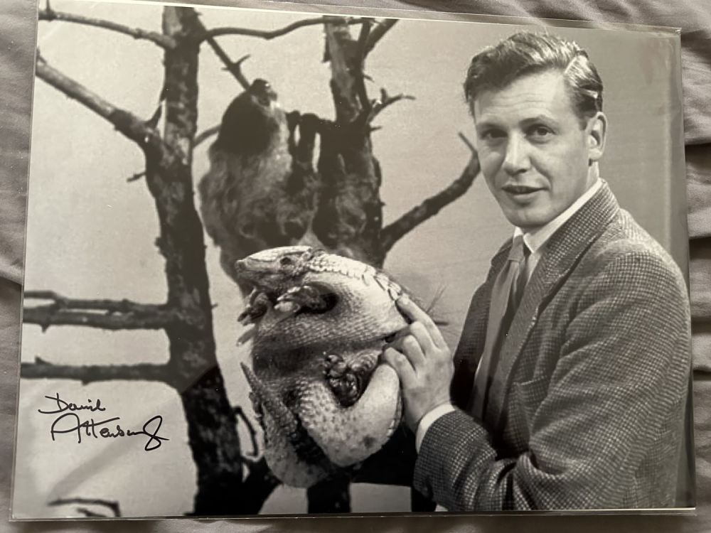Lot 531: David Attenborough stunning signed 14x11 inch photo!. Good...