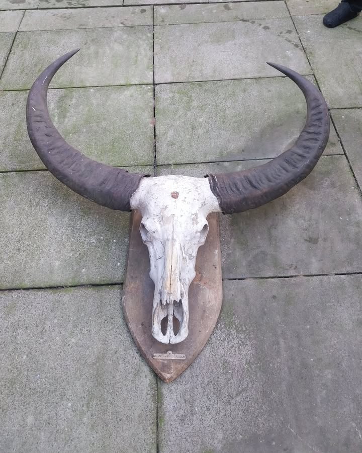 Cheeky Auctions | Auction 8 | Auction 8.1