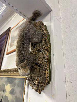 Grey Squirrel Taxidermy