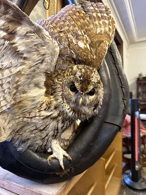 Taxidermy owl displayed on a leather horse collar