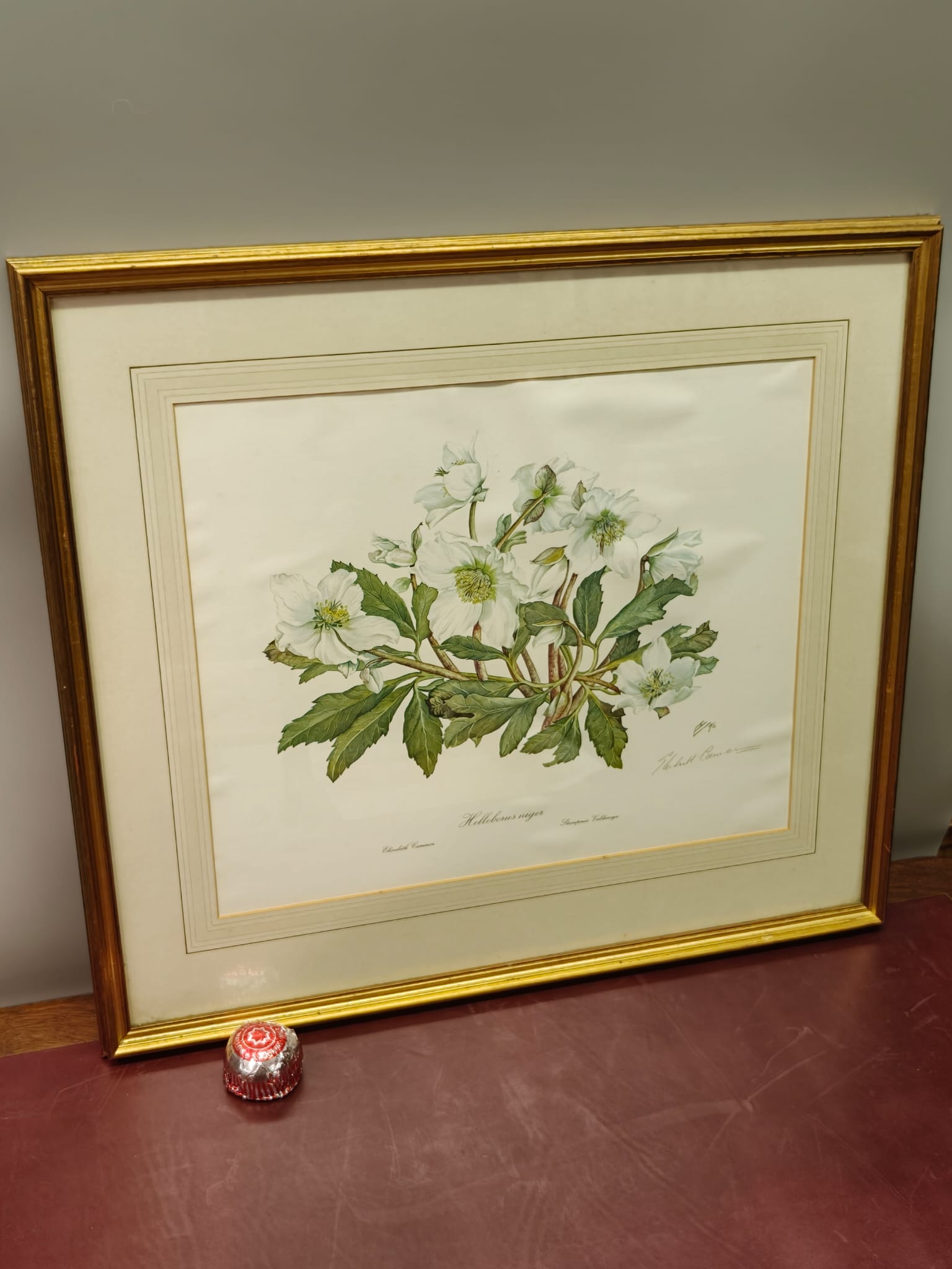 Elizabeth Cameron Helleborus niger Limited Edition Botanical Print