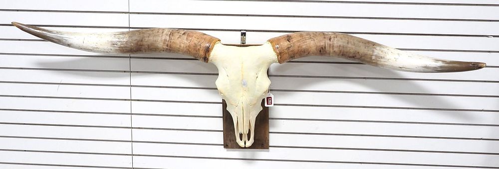 Lot 1292: European steer head mount