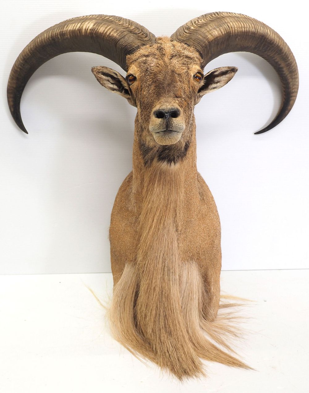Lot 1292: African Aoudad head mount