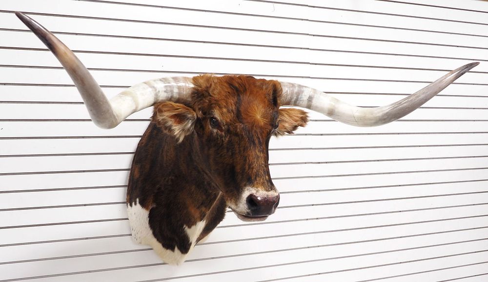 Lot 1313: Brown bull head mount