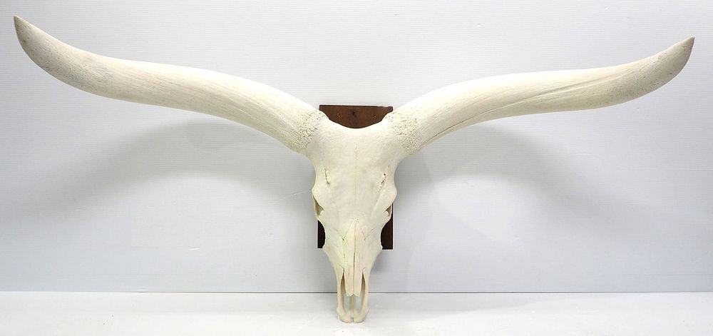 Lot 1315: European long horn skull mount