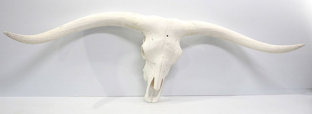 Lot 1321: European long horn skull mount