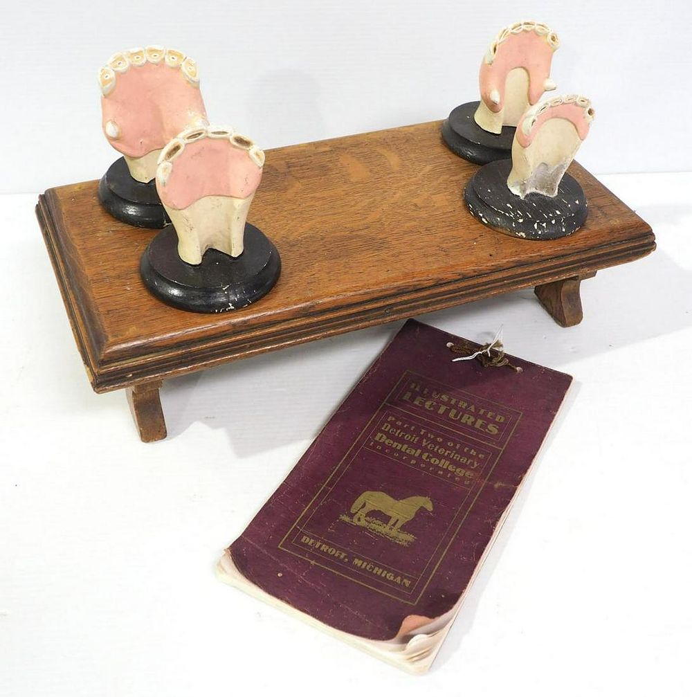 Lot 605: Horse dental teaching display