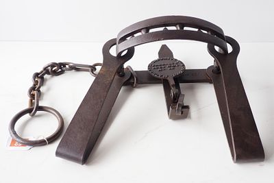 Mackenzie District Fur Company bear trap with chain