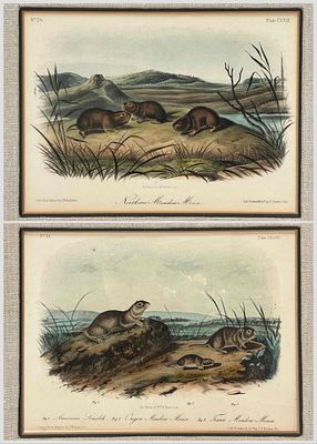 After JW Audubon, W.E. Hitchcock, Meadow Mice, Two Hand Colored Lithographs, 19th C. After JW 