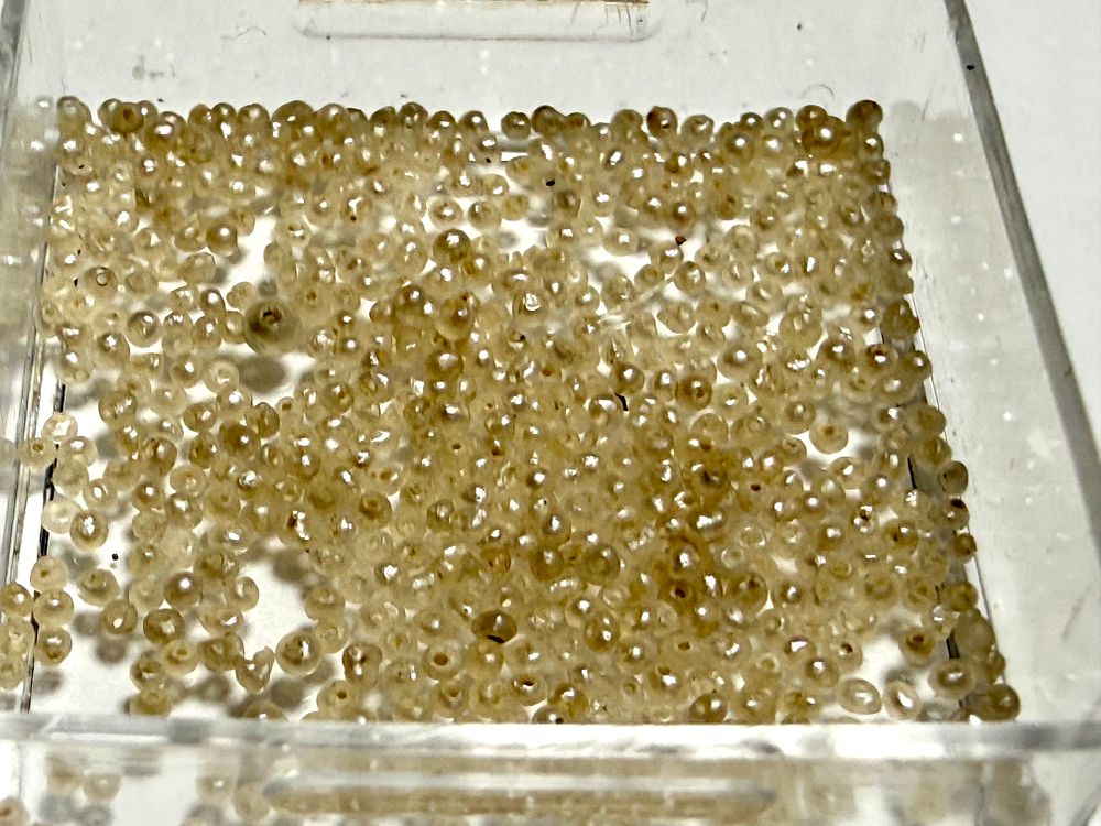 פנינים טבעיות מיניאטורות 1 מ''מ קוטר עם חורים - נדירות - ( האבן של חודש יוני )