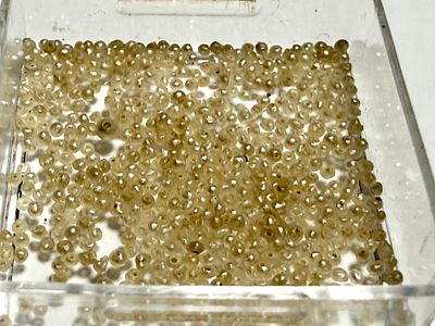 פנינים טבעיות מיניאטורות 1 מ''מ קוטר עם חורים - נדירות - ( האבן של חודש יוני )