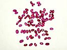 NATURAL RUBY אבני חן רובי טבעי 80 אבנים במשקל כולל 30.5 CT בליטוש אובלי בגווני צבע אדומים יפים תמונה - 3
