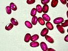 NATURAL RUBY אבני חן רובי טבעי 80 אבנים במשקל כולל 30.5 CT בליטוש אובלי בגווני צבע אדומים יפים תמונה - 5