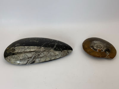 זוג מאובנים מיוחדים מלוטשים גודל: 10.5X5.5, 5.5X5 ס''מ