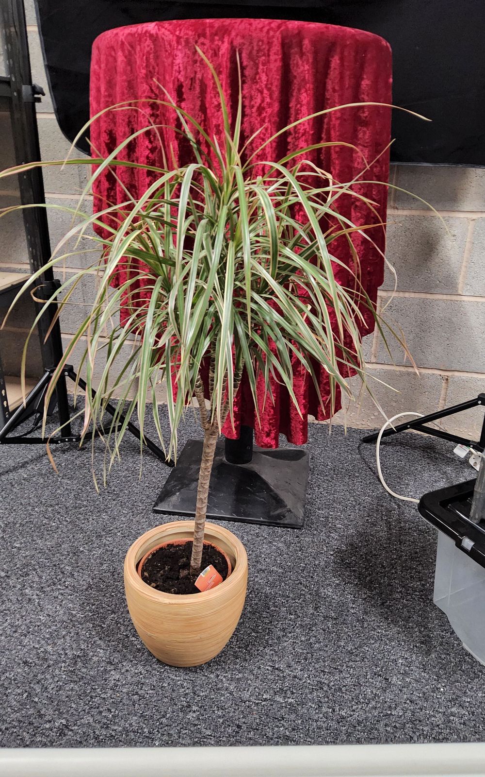 Lot 172: Dracena MAGINATA " indoor plant.