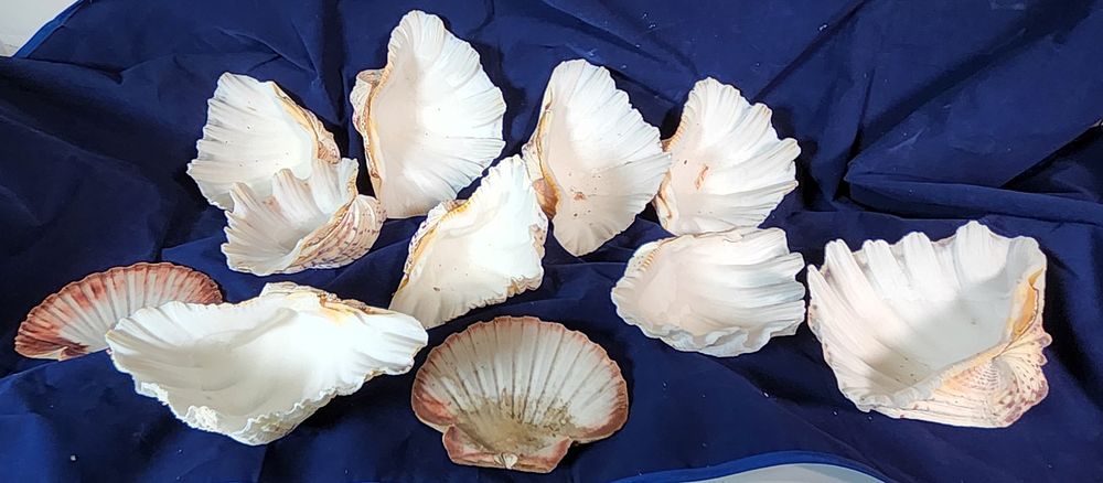 Lot 184: Collection of large bear paw clam shells plus others