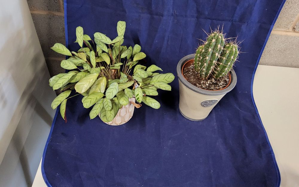 Lot 255: 2x house plants