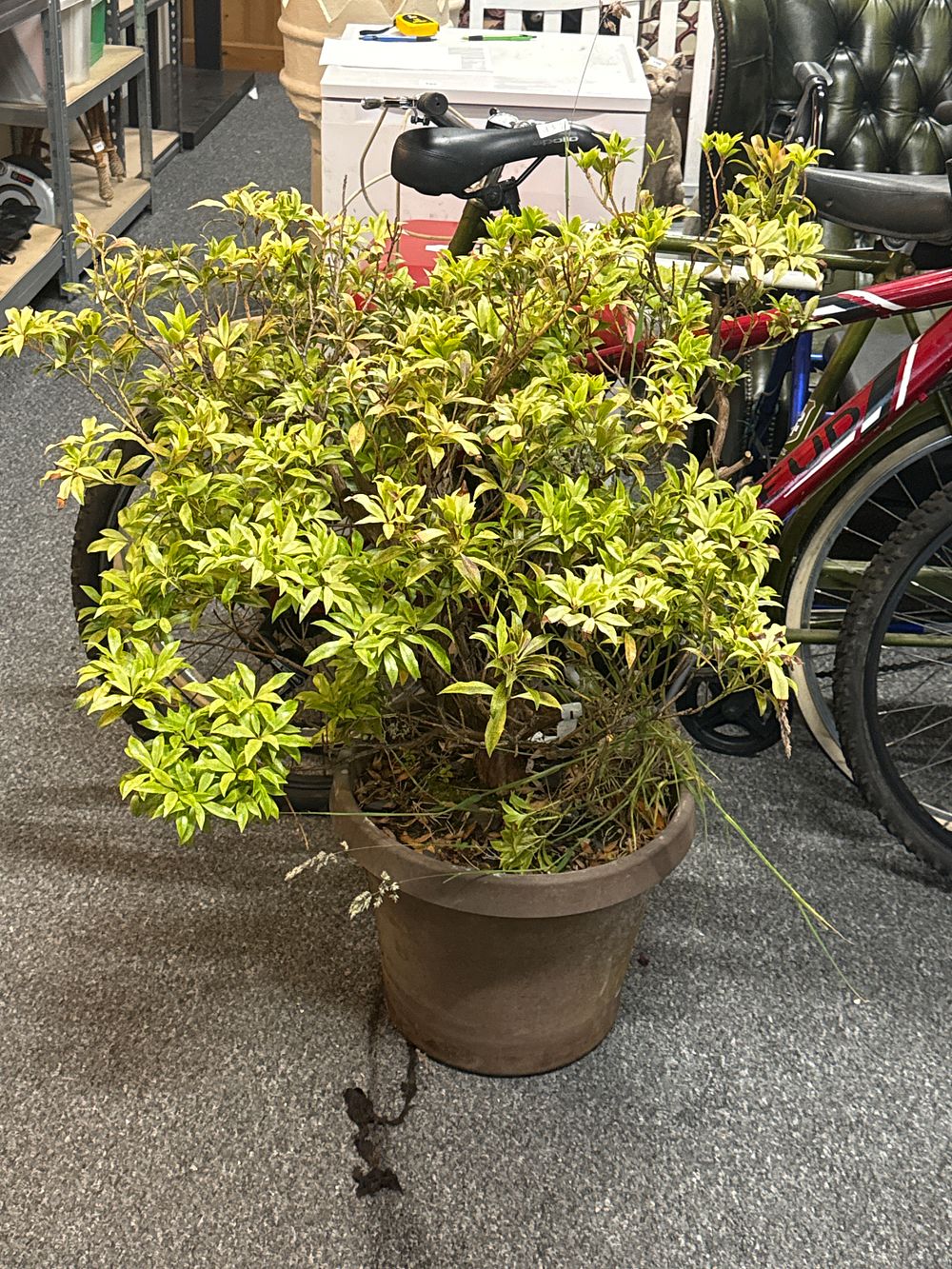 Lot 200: Large potted plant