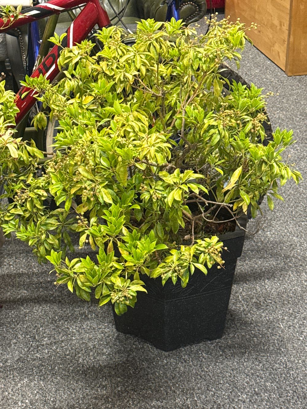 Lot 201: Large potted plant