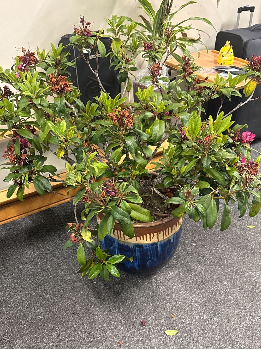Lot 202: Large potted plant in Ceramic Planter