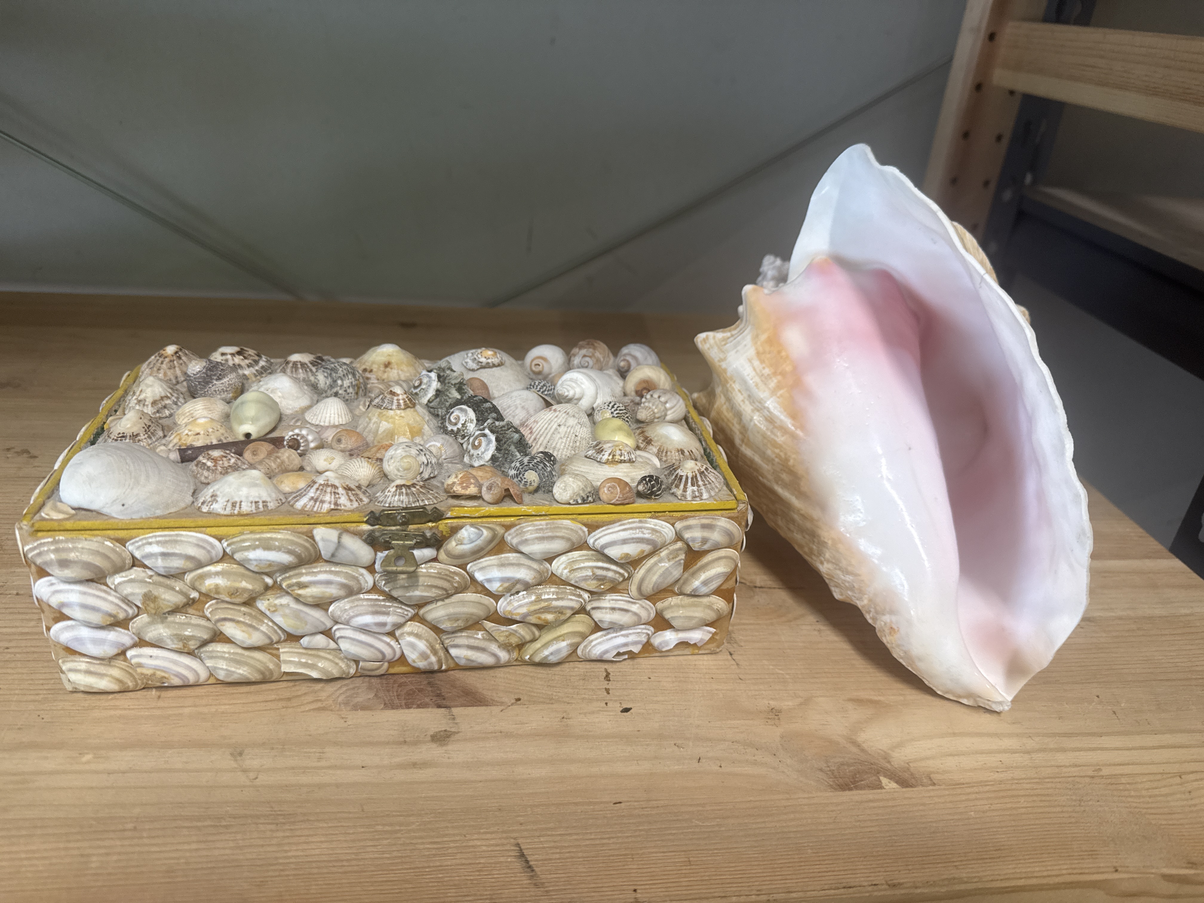 A Victorian style shellwork trinket box and large Queen Conch shell