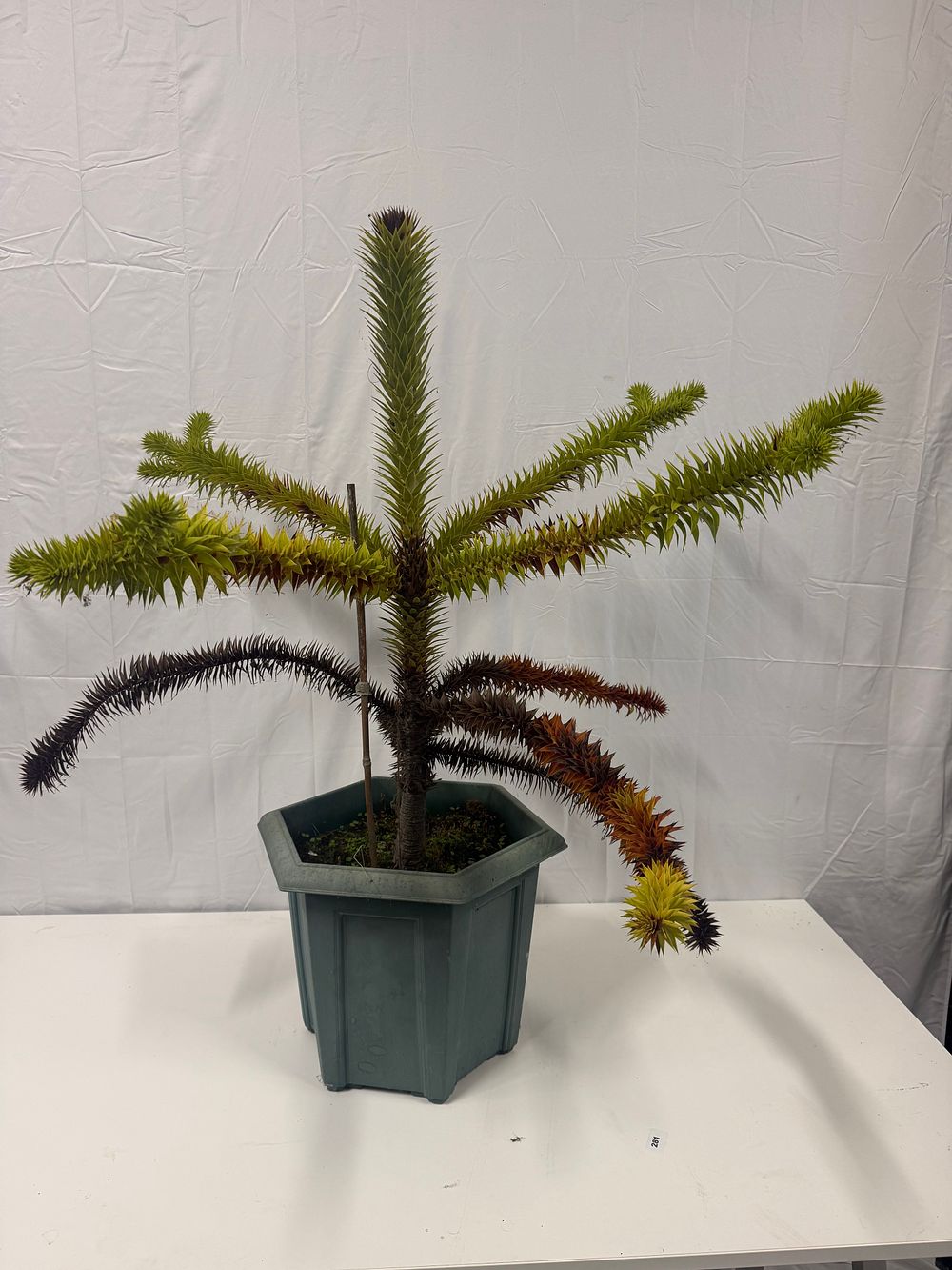 Lot 204: A potted juvenile monkey puzzle tree in octagonal planter