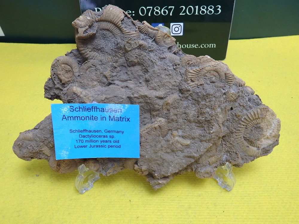 Lot 235: A Schlieffhausen Dactyloceras Ammonite Mortality Plate in Matrix