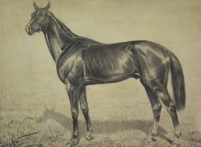 Семенский Владимир Вячеславович - Лошадь. Начало 20 в. Бумага, графитный карандаш. 39,7 х 50,5 см