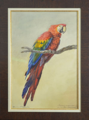 Гриффен Н. - Попугай Ара. Конец 19 в. Бумага, гуашь, белила, графитный карандаш. 44,5 х 22,2 см