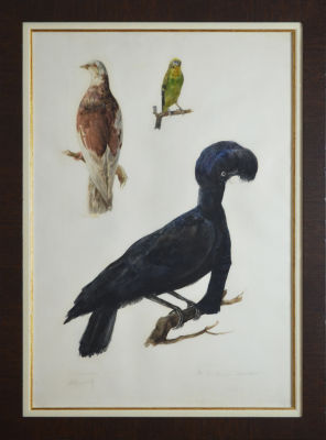 Митченко - Три птицы: голубь, попугай, зонтичная птица. Конец 19 в. Бумага, акварель. 65 х 44 см