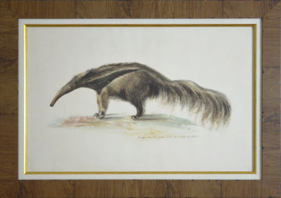 Александров Н. - Муравьед. 1848 г. Бумага, акварель.	30 х 47 см.