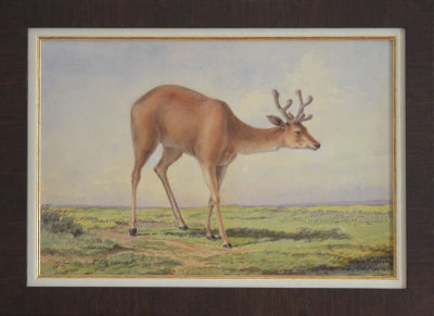 Сидоров Н. - Олень. Конец 19 в. Бумага, акварель.	32 х 48 см