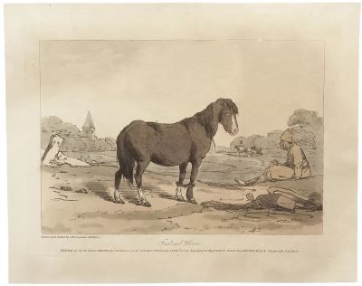 Аткинсон Джон Огастес (1775-1830) - Финская лошадь. 1804 г. Бумага, офорт, акварель, 28.5 х 22.5 см