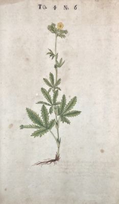 Неизвестный гравер - Цветок. 1739 г. Бумага, гравюра, 33.9 х 20.1 см