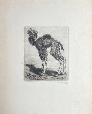 Морозова-Эккерт Елена Георгиевна (1903-1990) - Верблюжонок. 1940-е гг. Бумага, офорт, 19.8 х 16 см