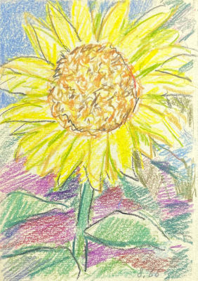 Юмашев Андрей Борисович (1902-1988) - Подсолнух. 1966 г. Бумага, цветные карандаши, 14.2 х 10 