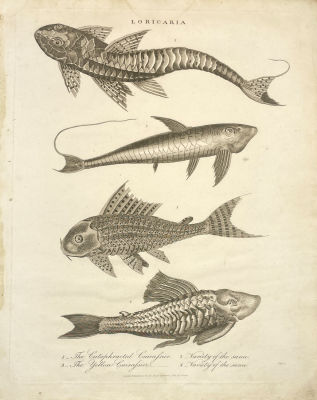 Неизвестный гравер - Лорикария (Loricaria). Бумага, гравюра, 28.5 х 22.9 см