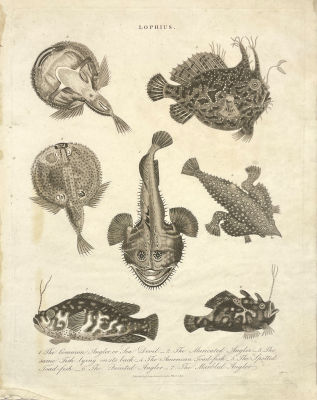 Неизвестный гравер - Лофий (Lophius). Бумага, гравюра, 28.4 х 22.1 см