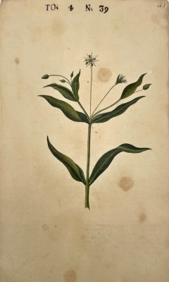 Неизвестный художник - Ботаническая иллюстрация. 1739 г. Бумага, гравюра, акварель, тушь, 34 х 20 см