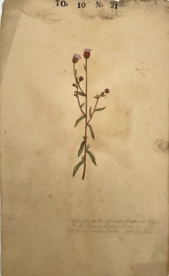 Неизвестный художник - Ботаническая иллюстрация. 1739 г. Бумага, гравюра, акварель, тушь, 35 х 20 см