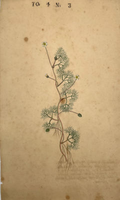 Неизвестный художник - Ботаническая иллюстрация. 1739 г. Бумага, гравюра, акварель, тушь, 36 х 20 см