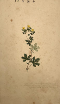 Неизвестный художник - Ботаническая иллюстрация. 1739 г. Бумага, гравюра, акварель, тушь, 37 х 20 см