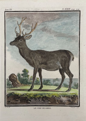 Жак де Сев (1742-1788) - Корсиканский олень. 1749 г. Бумага, гравюра резцом, акварель, лист - 27 х 