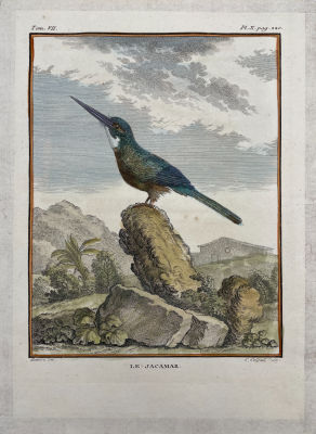 Жак де Сев (1742-1788) - Якамара. 1781 г. Бумага, гравюра резцом, акварель, лист - 25.5 х 18.5 см