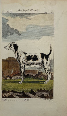 Барон, К. - Охотничья собака. 1773 г. Бумага, гравюра резцом, акварель, Лист - 19.5 х 11.5 см 