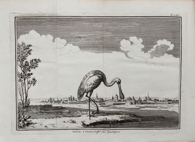 Дюфло, Клод-Августин-Пьер (Duflos, Claude-Augustin-Pierre) - Аист. 1733 г. Бумага, резцовая 